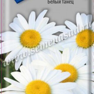 Нивяник Белый танец (П)