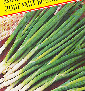 Лук на зелень Лонг Уайт Кошигая (Престиж)