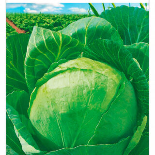 Капуста белокочанная Слава 1305 0,3гр /СибСад/