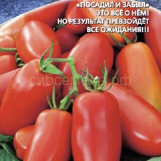 Томат Ни забот , ни хлопот (УД)