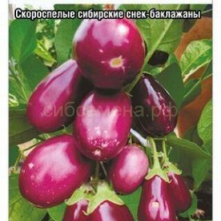 Баклажан СИБИРСКИЙ КИСТЕВОЙ (СибСад)