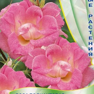 Роза Ангельская роза полиантовая (П)