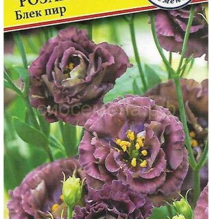 Эустома Розанна Блек Пир F1 (Престиж)