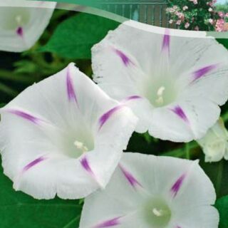 Ипомея Лиловые стрелки /цв/