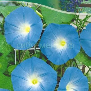 Ипомея НЕБОСВОД /цв/