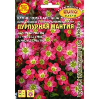 Камнеломка ПУРПУРНАЯ МАНТИЯ /Аэлита/