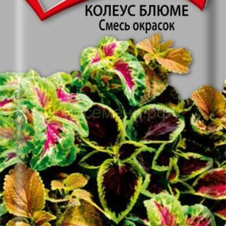 Колеус Блюме смесь окрасок  /П/