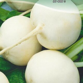 Дайкон САША  /цв./