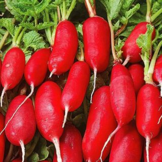 Редис Весеннее чудо (УД)