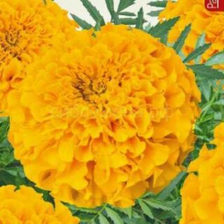 Бархатцы Тайшан Золотые (Алтай)