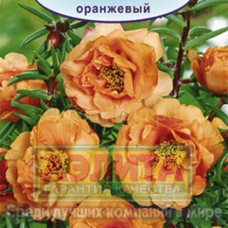 Портулак махровый ОРАНЖЕВЫЙ /Аэлита/
