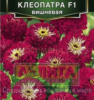 Цинния КЛЕОПАТРА вишневая F1/Аэлита/