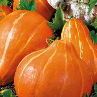 Тыква КАРАВАЙ /Гавриш/