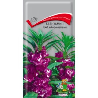 Бальзамин ТОМ САМБ фиолетовый /Поиск/