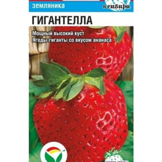 Земляника ГИГАНТЕЛЛА /Сиб.Сад/