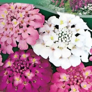 Иберис зонтичный, смесь /цв./