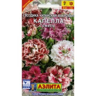 Гвоздика китайская, махровая КАПЕЛЛА /Аэлита/