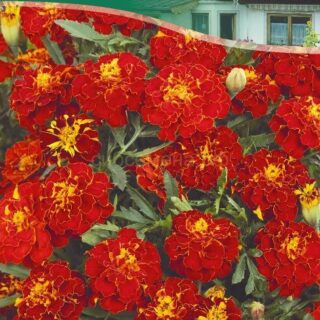 Бархатцы КРАСНАЯ ВИШНЯ отклоненные /цв./