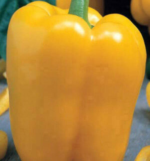 Перец Гигант Желтый F1 (УД)