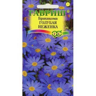 Брахикома ГОЛУБАЯ НЕЖЕНКА /Гавриш/