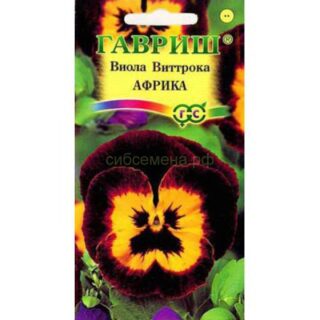 Виола АФРИКА /Гавриш/