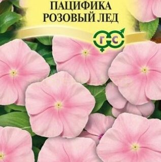 Катарантус Пацифика Розовый лед (Гавриш)