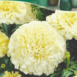 Бархатцы АЛЯСКА прямостоячие /цв./ 0,4гр