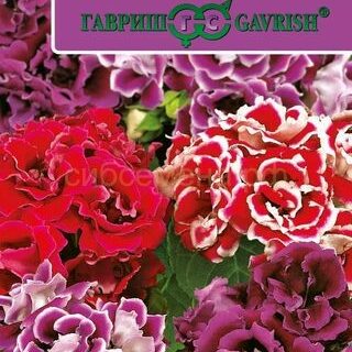 Глоксиния БРОКАДА F1 смесь, махровая (Гавриш)