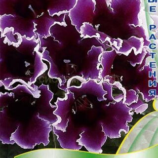 Глоксиния ИМПРЕСС БЛЮ ПИКОТИ (комнатная) (П)