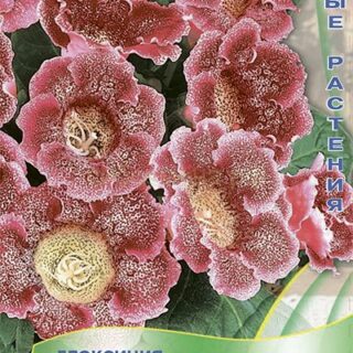 Глоксиния ИМПРЕСС красные чернила (комнатная) (П)