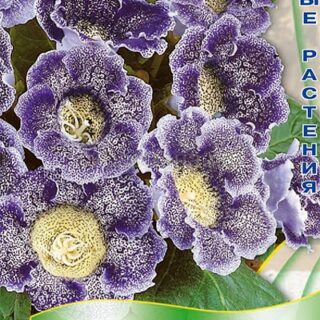 Глоксиния ИМПРЕСС синие чернила (комнатная) (П)