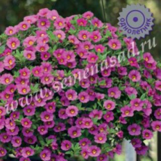 Калибрахоа Каблум пинк /П/