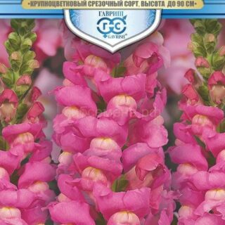 Львиный зев РОЗОВЫЙ ЛЕВ (Гавриш)