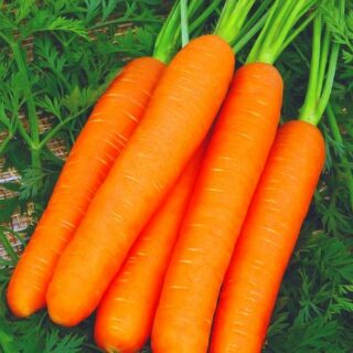 Морковь РАХАТ ЛУКУМ (УД)