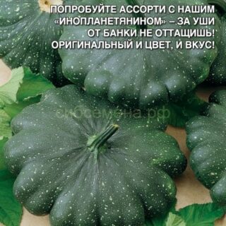 Патиссон МАРСИАНИН /АМ/ УД