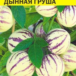 Пепино (Дынная груша) (Алтай)