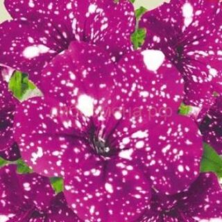 Петуния ДОТ СТАР КАССИОПЕЯ (Алтай)