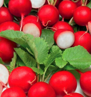 Редис Ультраскороспелый (УД)