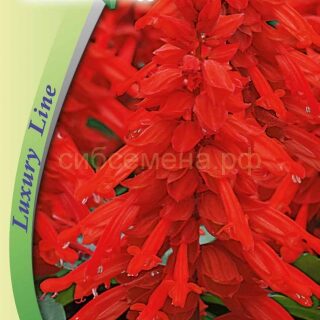 Сальвия ВИСТА F1 РЭД сверкающая /Премиум/