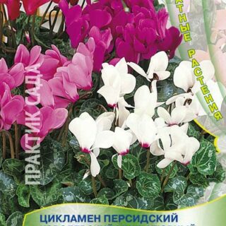 Цикламен Королевский миниатюрный персидский смесь(комн) /П/
