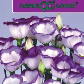 Эустома Преданность F1 низкорослая, бело-фиолетовая (Гавриш)