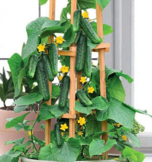 Огурец Балконный красавчик Хикмет - комнатный F1 (УД)