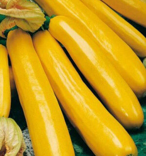 Кабачок цуккини Золотинка (УД)