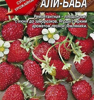 Ягода земляника Али-Баба /Аэлита/