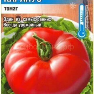 Томат КАРАПУЗ (СибСад)