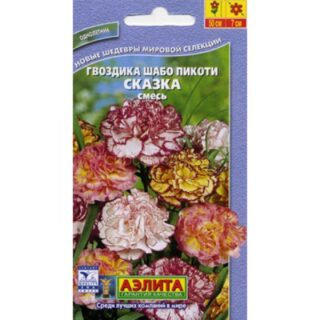 Гвоздика Шабо Пикоти Сказка (Аэлита)