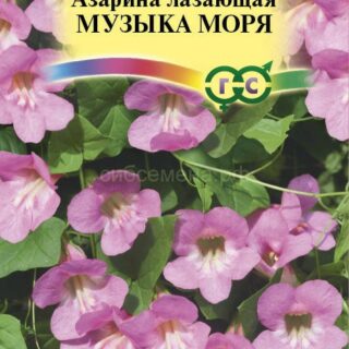 Азарина Музыка моря (Гавр)