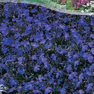 Лобелия ХРУСТАЛЬНЫЙ ДВОРЕЦ /цв/