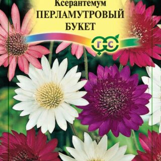 Ксерантемум Перламутровый букет сместь (Гавр)