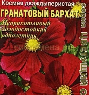 Космея ГРАНАТОВЫЙ БАРХАТ дваждыперистая /Аэлита/